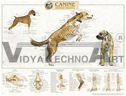 Canine Skeletal System Anatomical Chart - Styrene Plastic